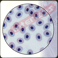 Frog Blood Film, Smear